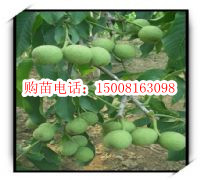 【各種花的開花時間】報價_產(chǎn)品_圖片_論壇_各種花的開花時間綜合描述-世界工廠網(wǎng)