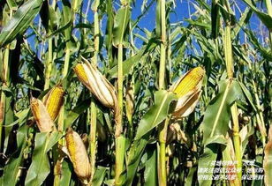 四川特產糧豆 四川地理標志產品糧豆大全