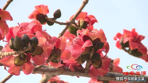 叮 你有一份元江攀枝花的邀請