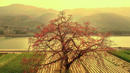 市州觀察丨攀枝花 借古樹保護,推進生態(tài)資源向旅游資源轉(zhuǎn)化