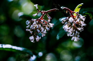 好消息 攀枝花唯一一個(gè)國(guó)家地質(zhì)公園將誕生