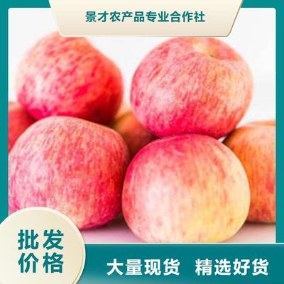 【紅富士蘋(píng)果】蘋(píng)果種植基地廠家實(shí)力大