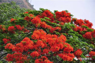 火紅的鳳凰花開了,攀枝花的夏天到了 大量高清美圖