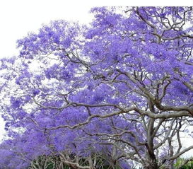 漫天紫色美到心醉 攀枝花 藍花楹節 開幕啦