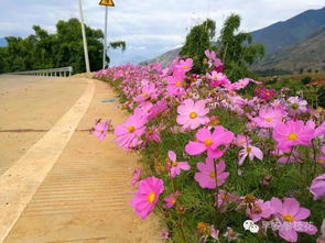 攀枝花 七彩波斯菊盛放，18公里山路成最美鄉村公路