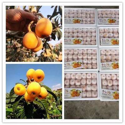 品攀枝花五星枇杷，享舌尖上的自然饋贈